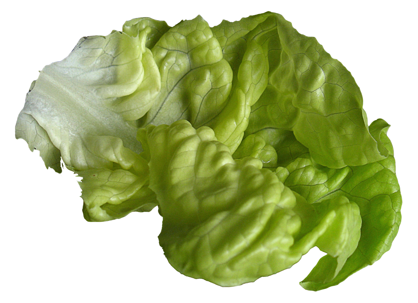 Lettuce Transparent PNG
