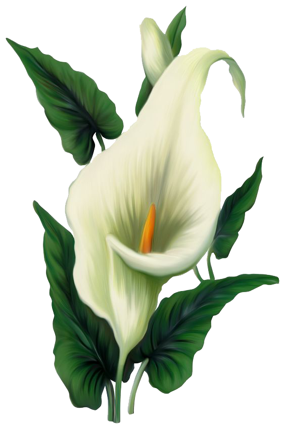 Lily Background PNG Image