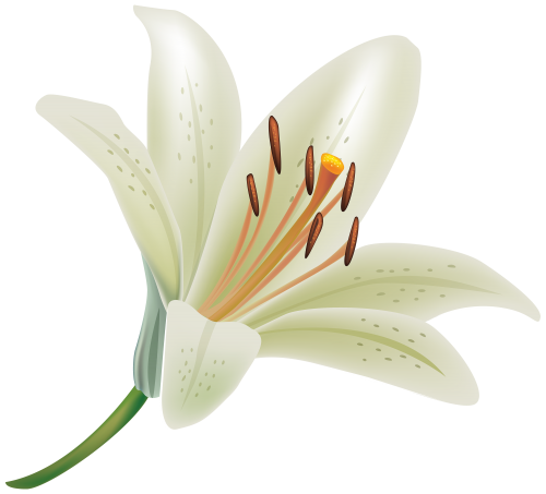 Lily Free PNG Clip Art