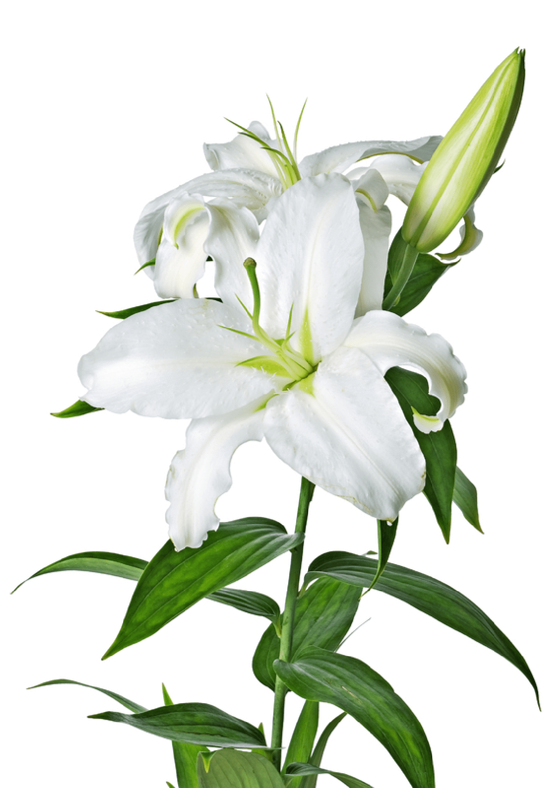 Lily PNG HD Images