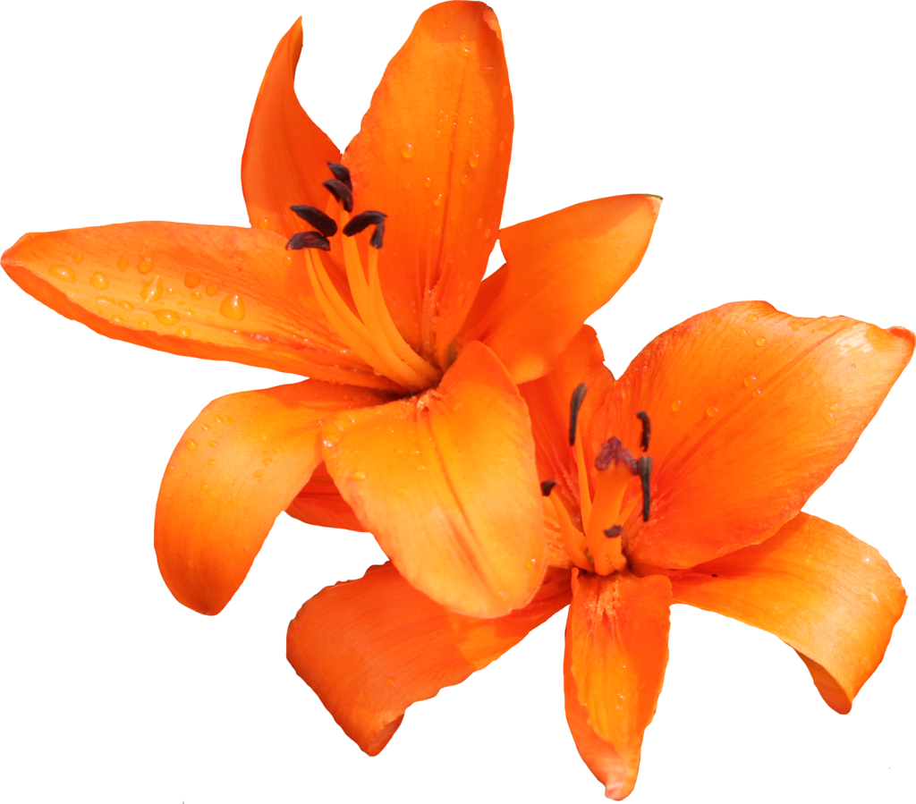 Lily Transparent Free PNG