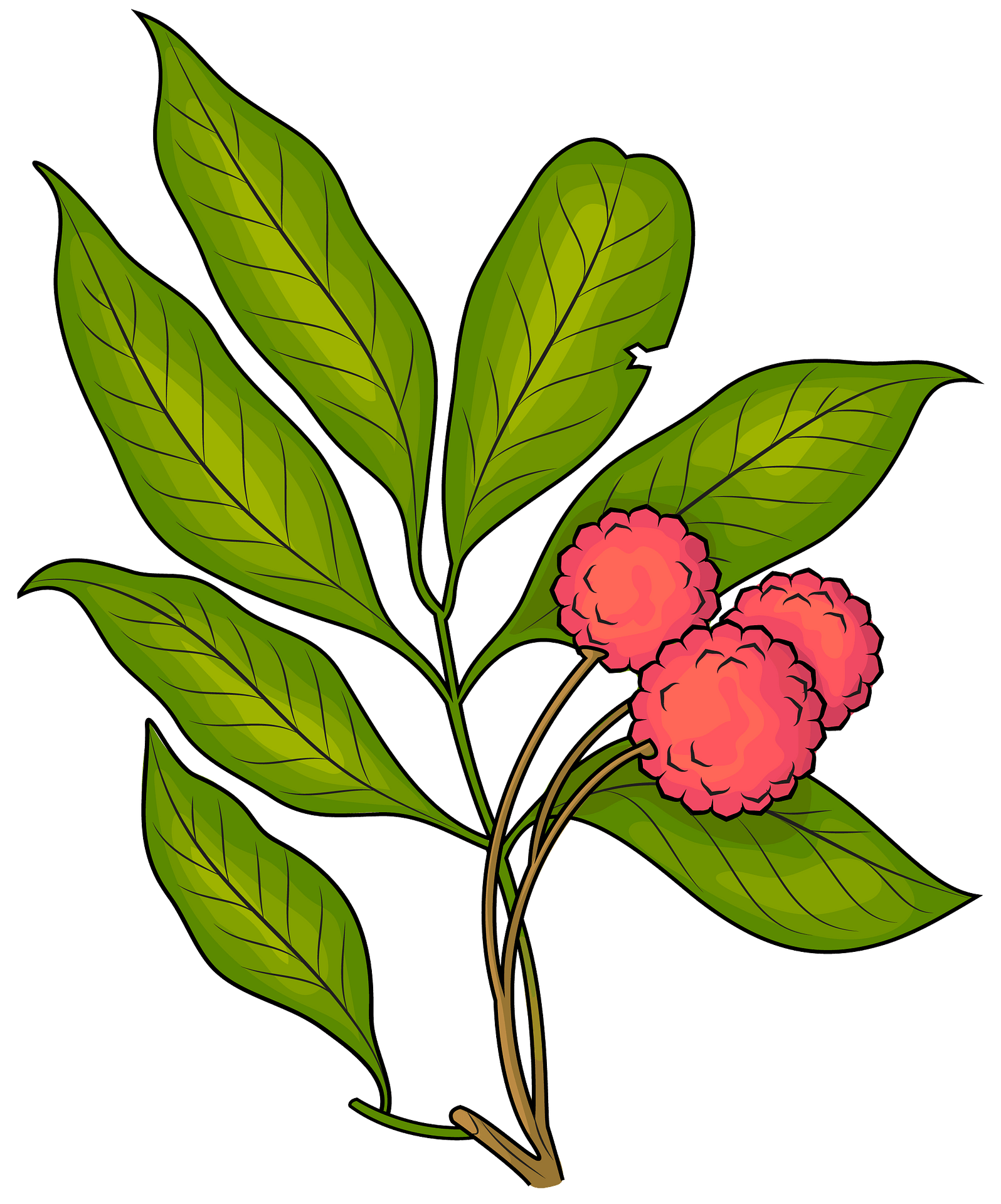 Lychee PNG Free File Download
