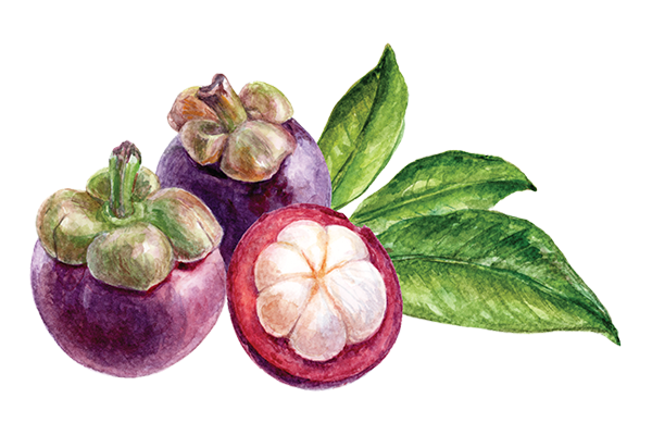 Mangosteen PNG Pic Background