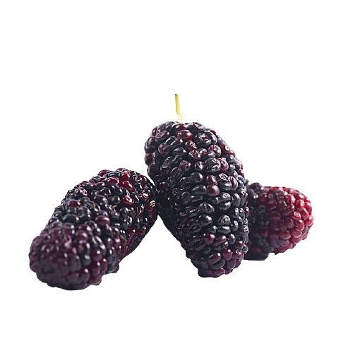 Mulberry PNG Free File Download