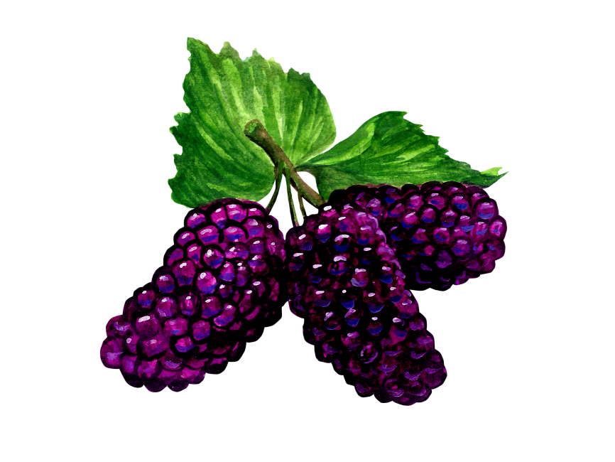 Mulberry Transparent Image