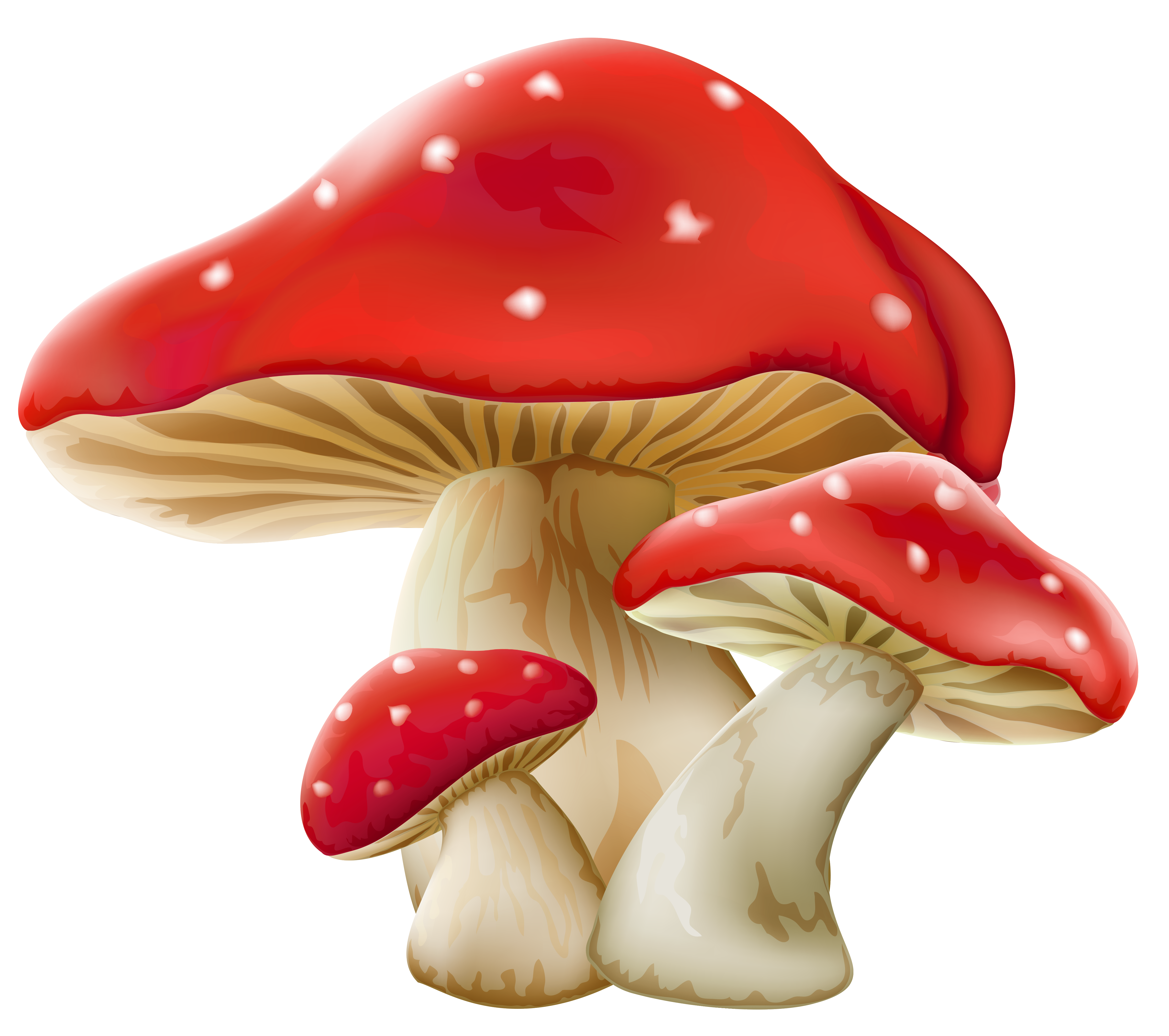 Mushroom Background PNG Image