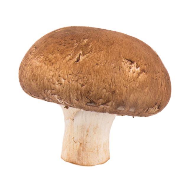 Mushroom Free Picture PNG
