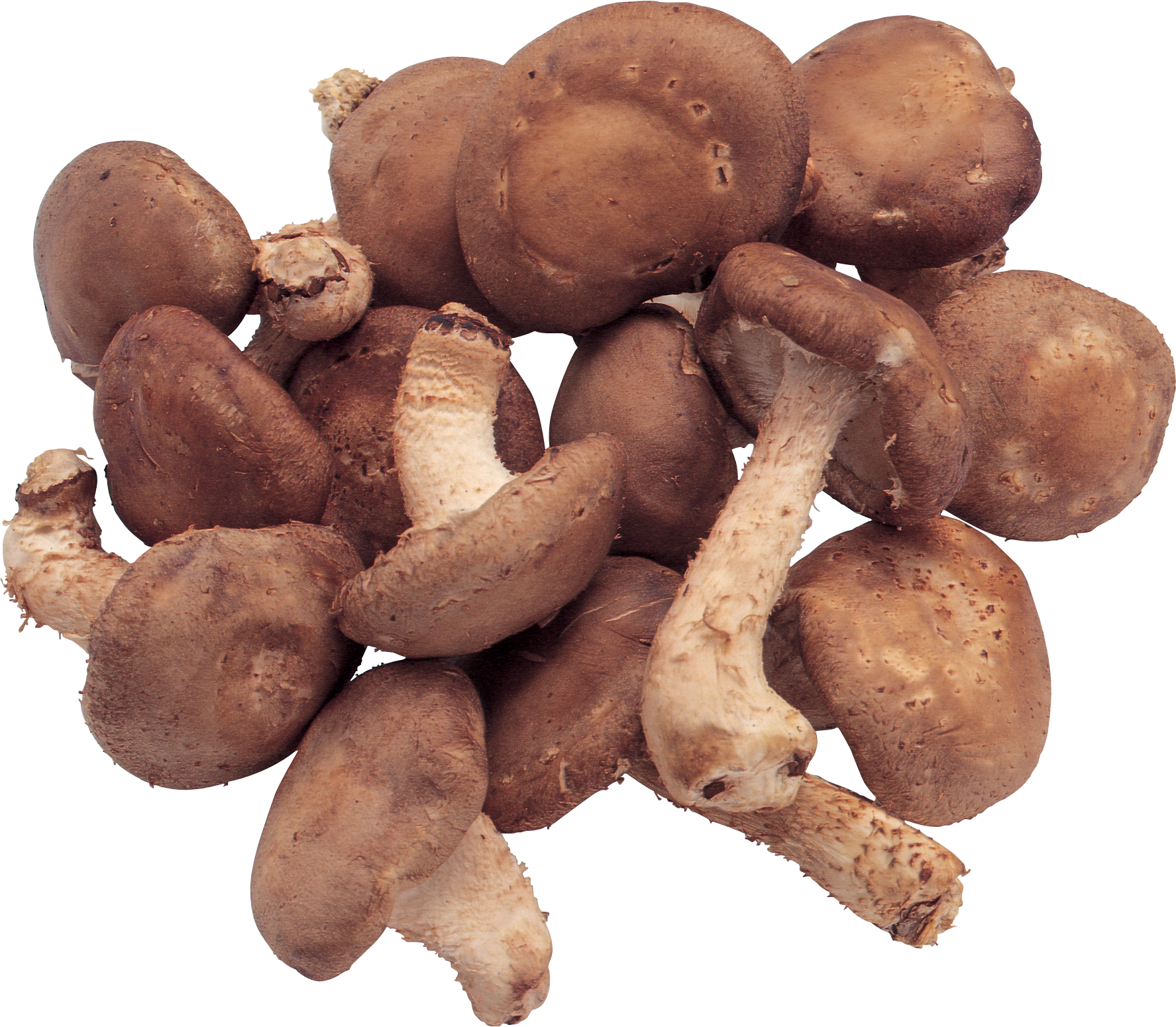 Mushroom PNG Free File Download