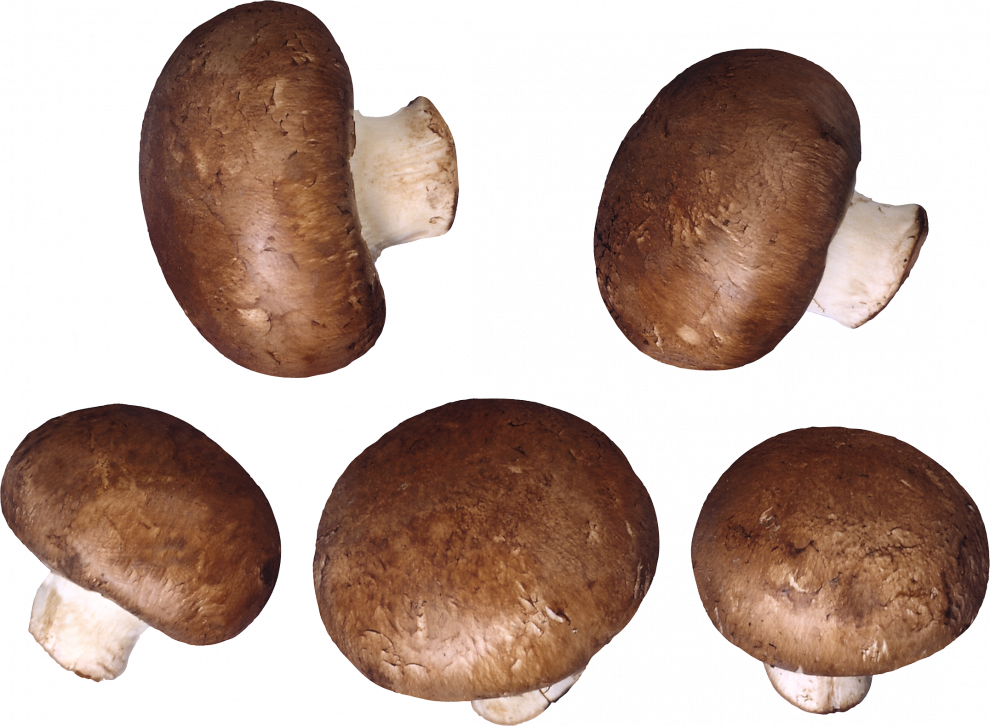 Mushroom PNG HD Quality