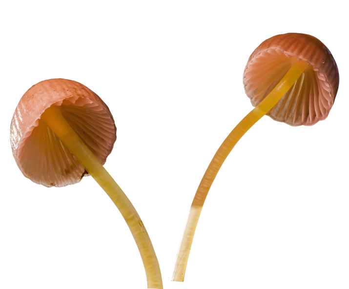 Mushroom PNG Images HD