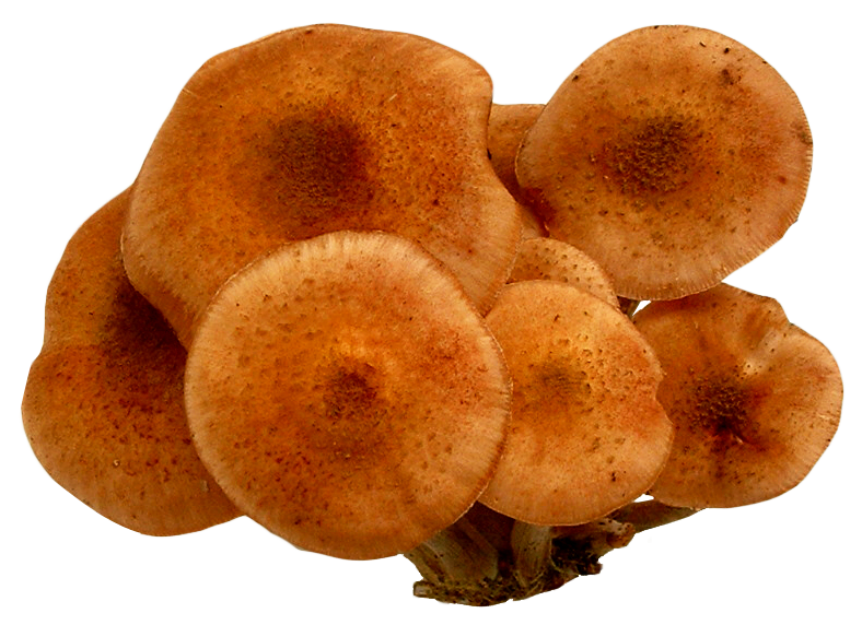Mushroom PNG Photo Image