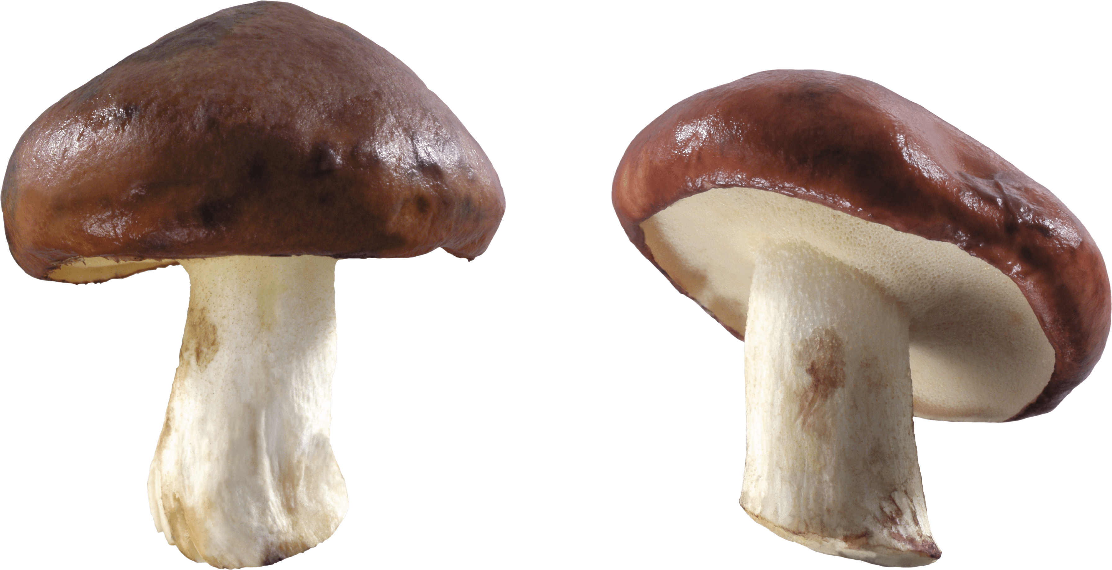 Mushroom Transparent Background