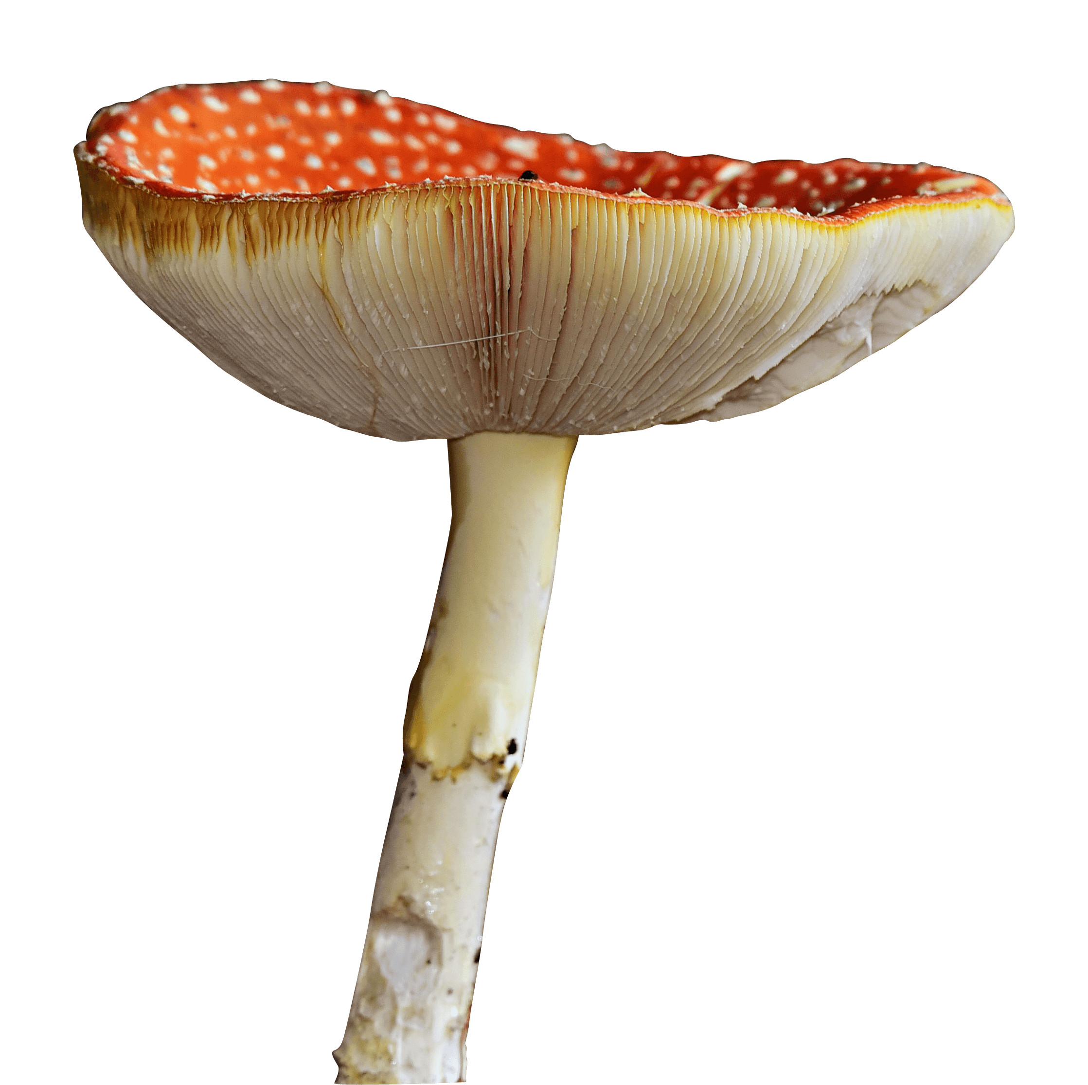 Mushroom Transparent Free PNG