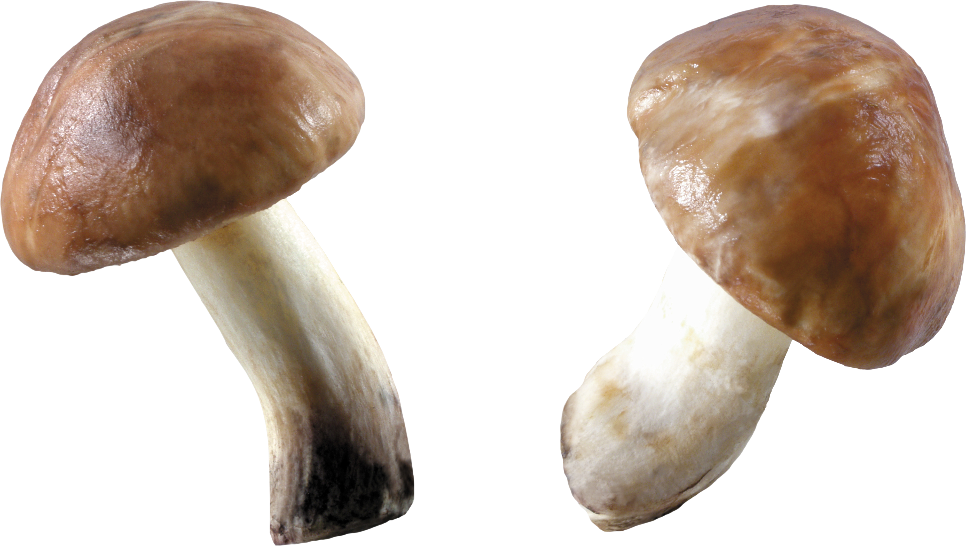 Mushroom Transparent Images