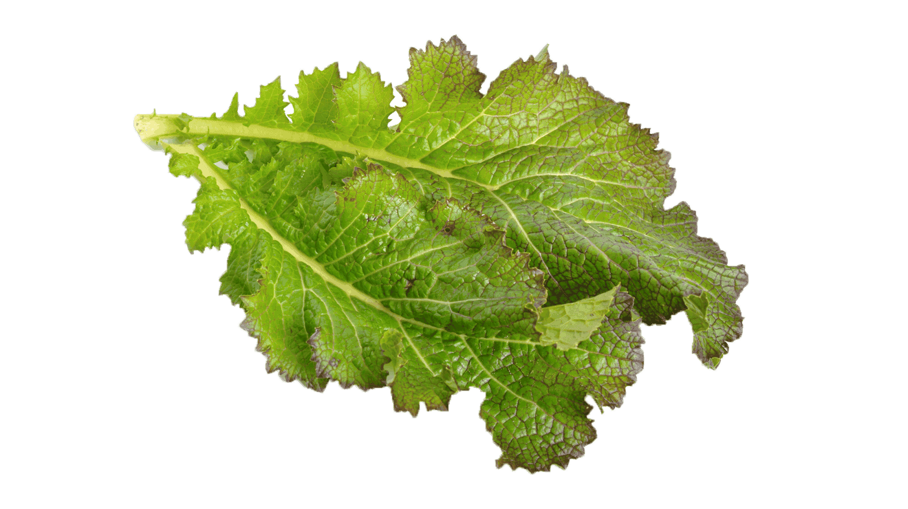 Mustard Greens Free Picture PNG