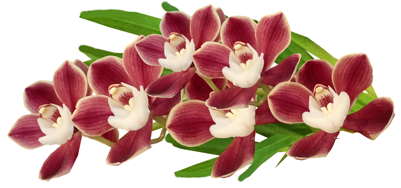 Orchid Download Free PNG