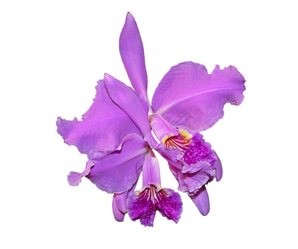 Orchid Free PNG