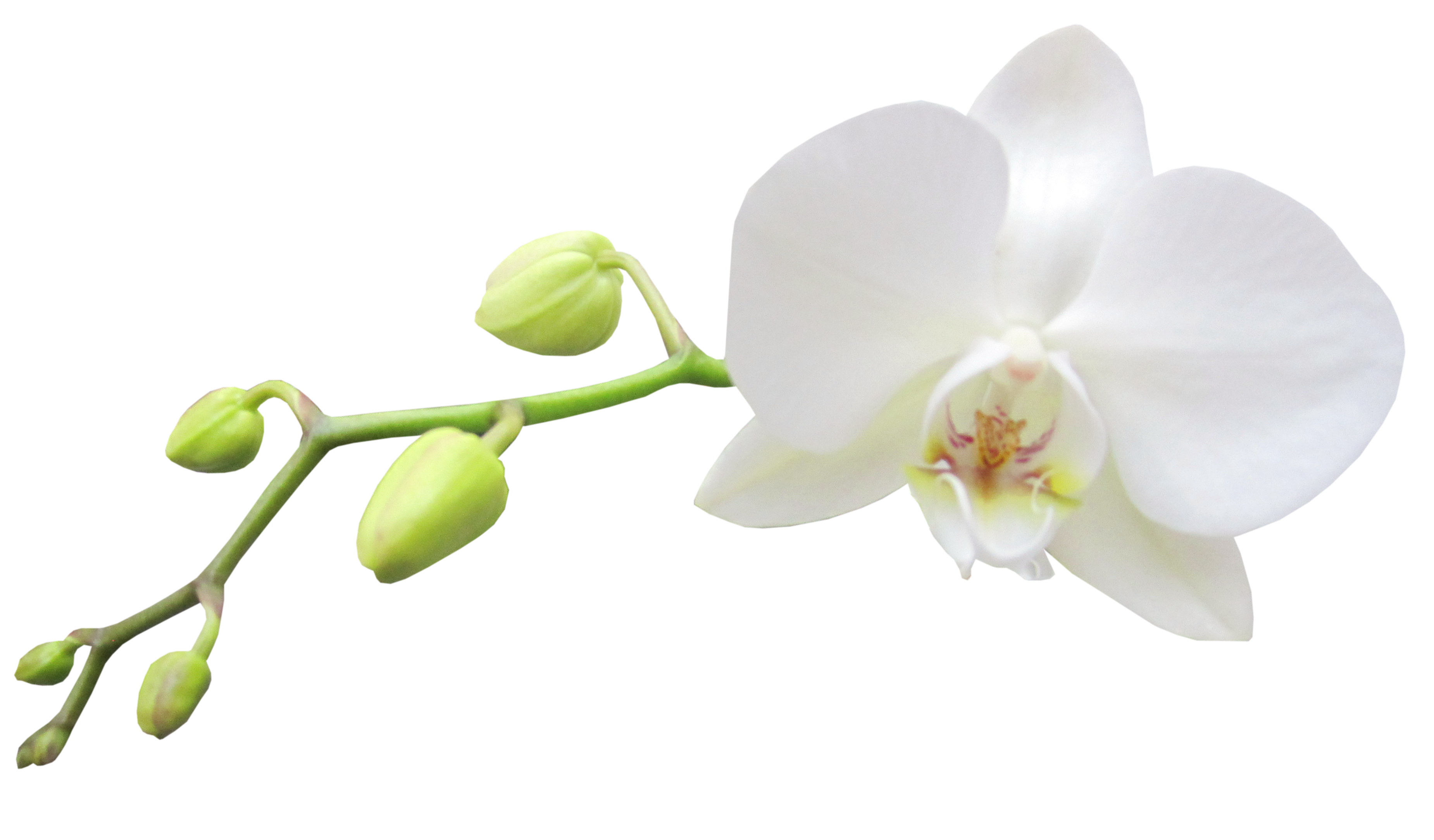 Orchid PNG HD Images
