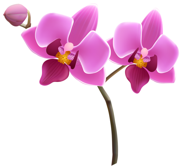 Orchid PNG HD Quality