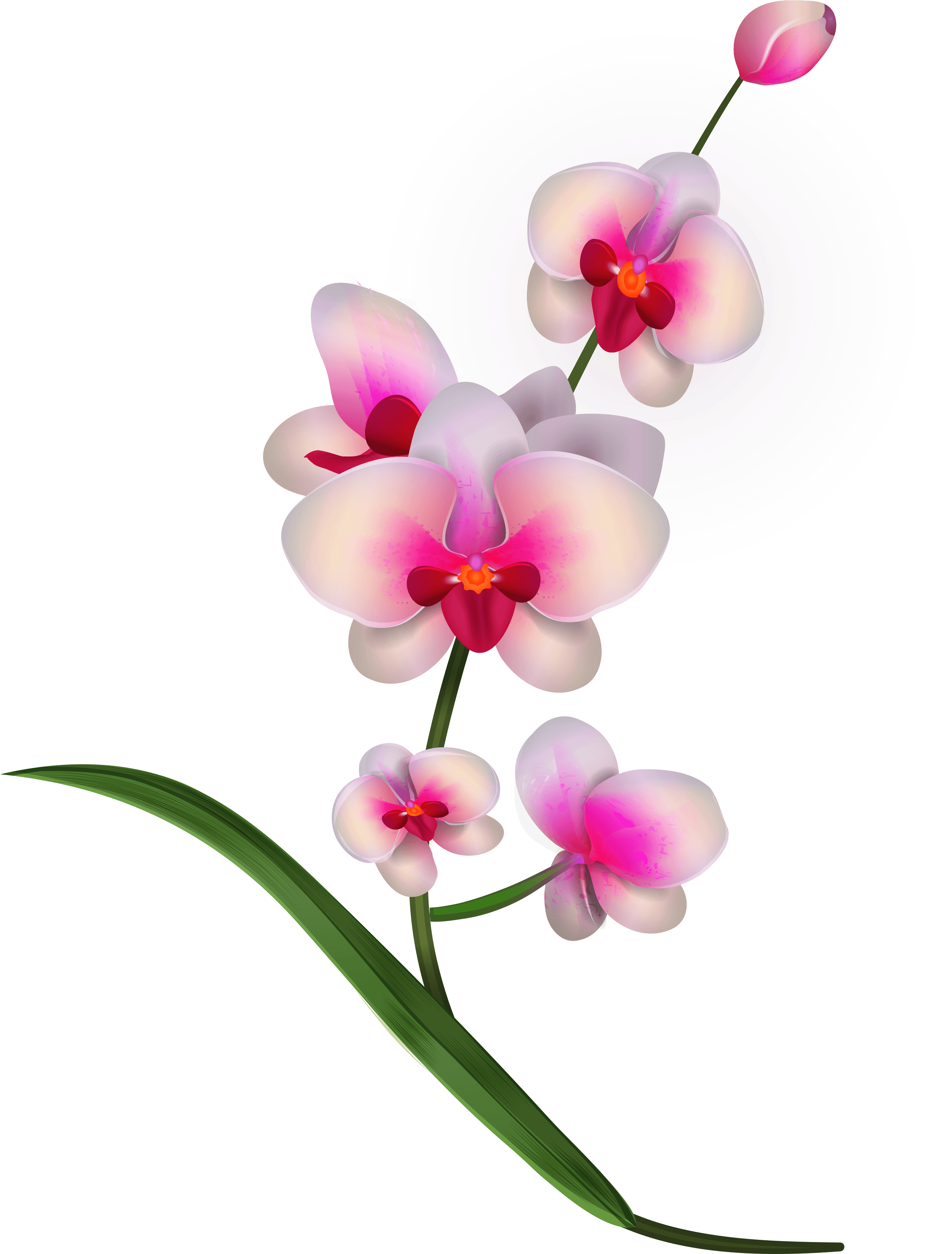 Orchid PNG Images HD