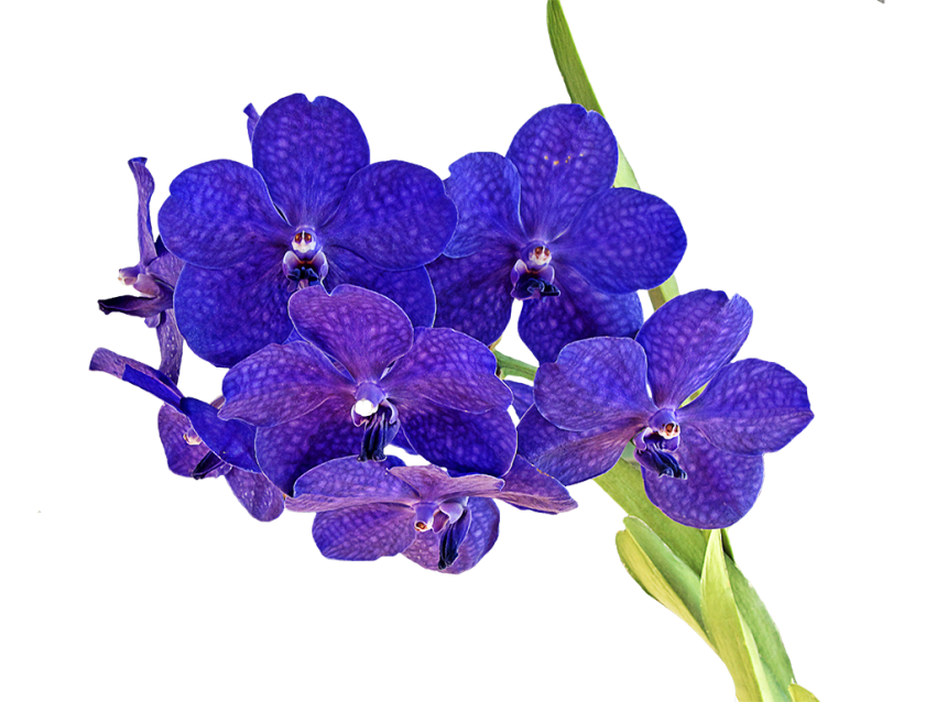 Orchid PNG Photo Image