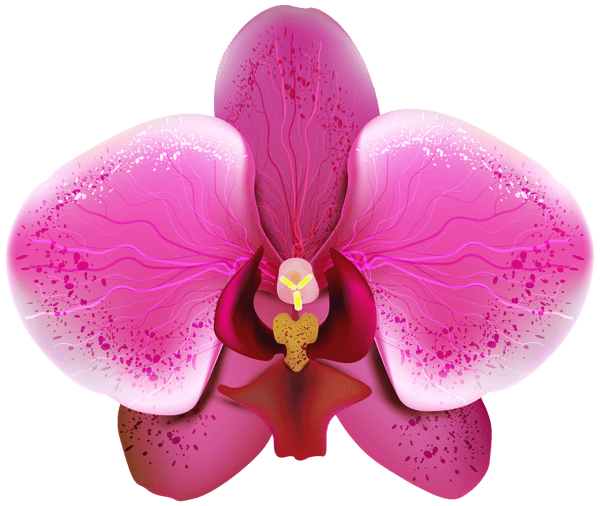 Orchid PNG Pic Background