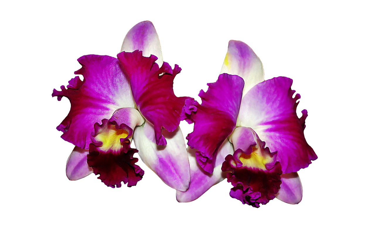 Orchid Transparent Background