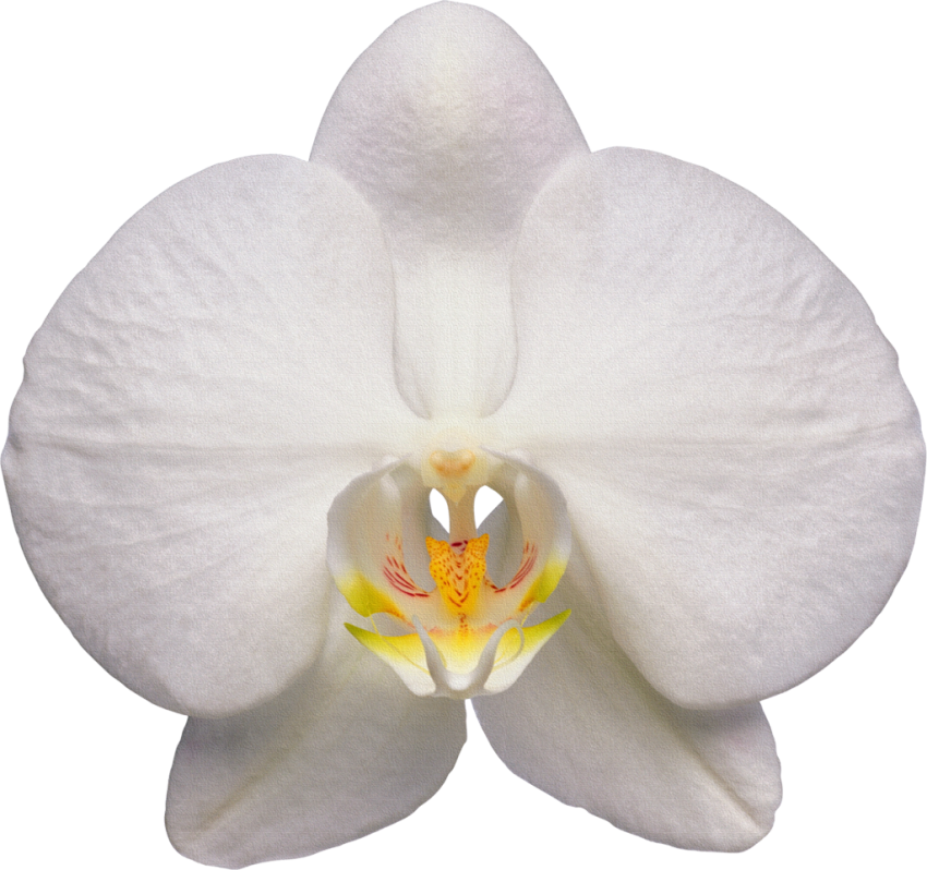 Orchid Transparent Free PNG