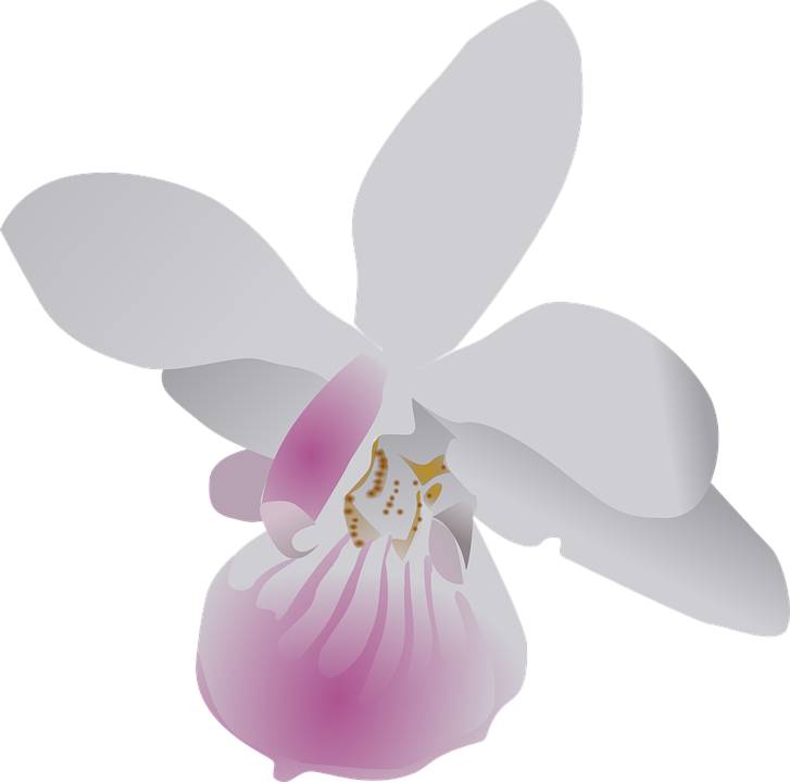 Orchid Transparent PNG