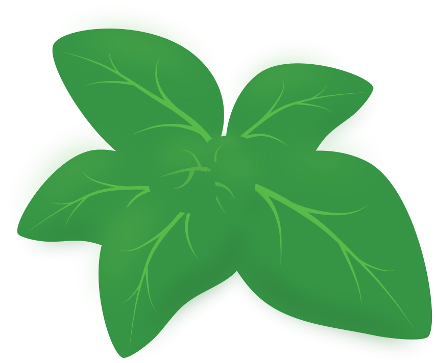 Oregano PNG Clipart Background