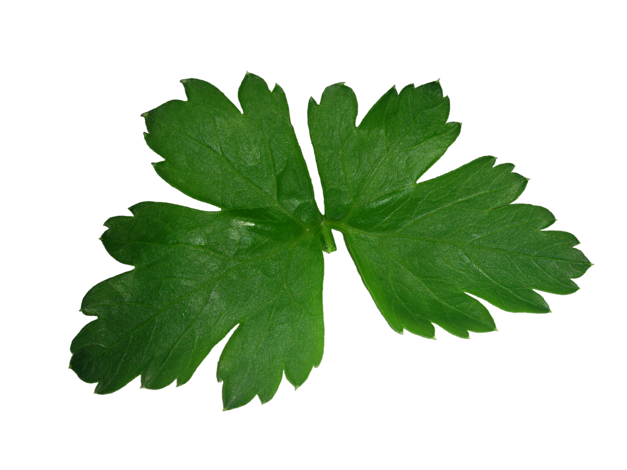 Parsley Download Free PNG