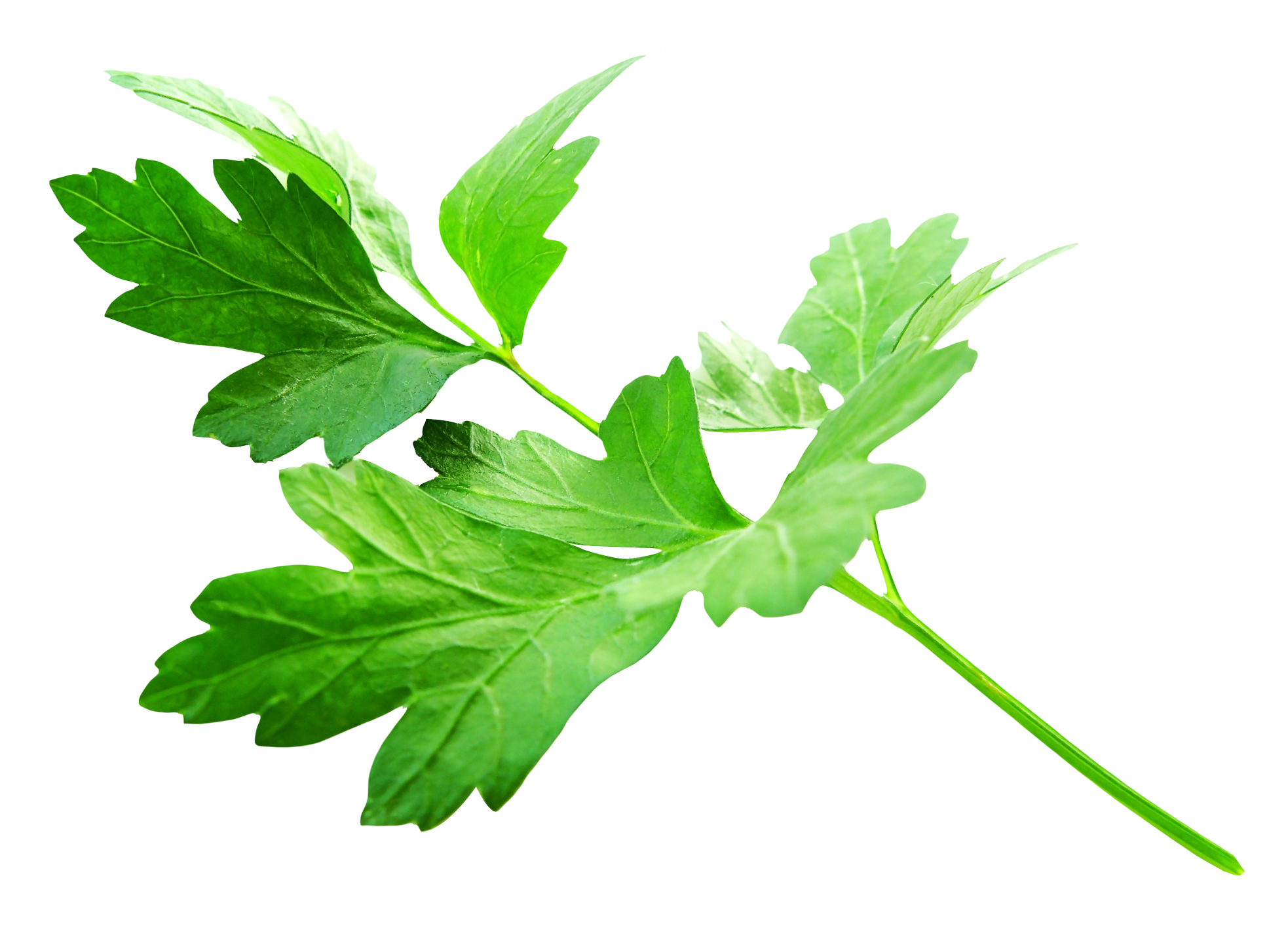 Parsley PNG HD Quality
