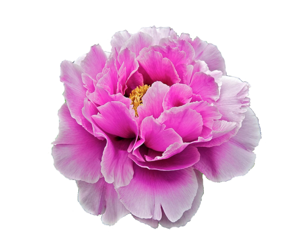 Peony Background PNG Image