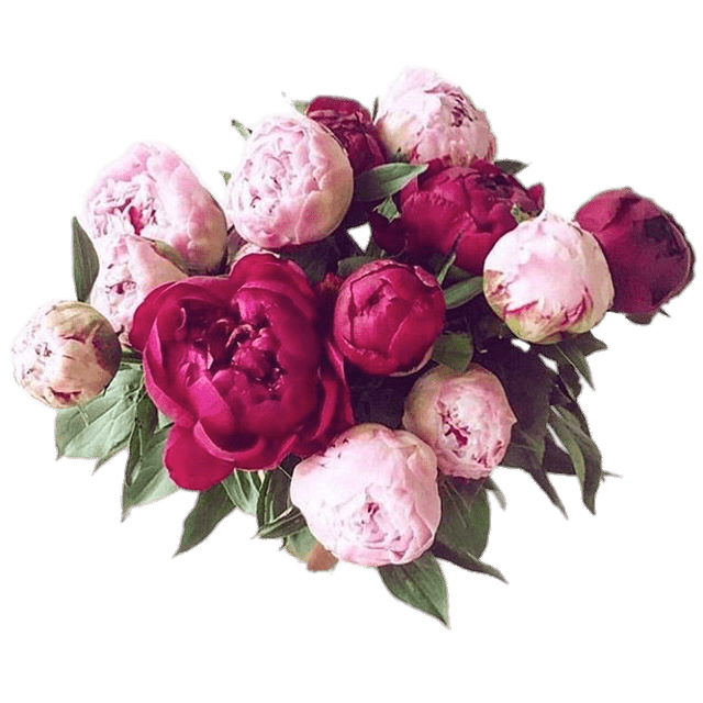 Peony Free PNG Clip Art | PNG Play