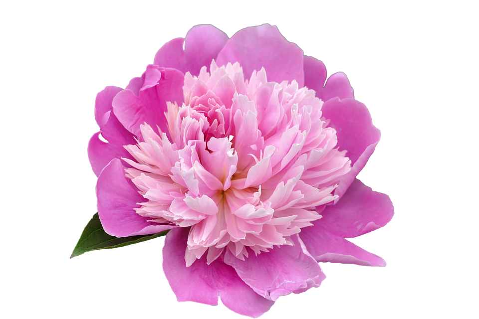 Peony PNG HD Free File Download