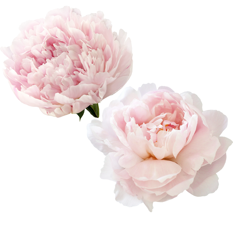Peony PNG HD Images
