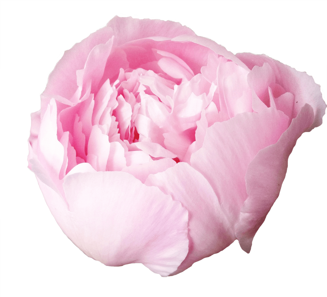 Peony PNG Images HD