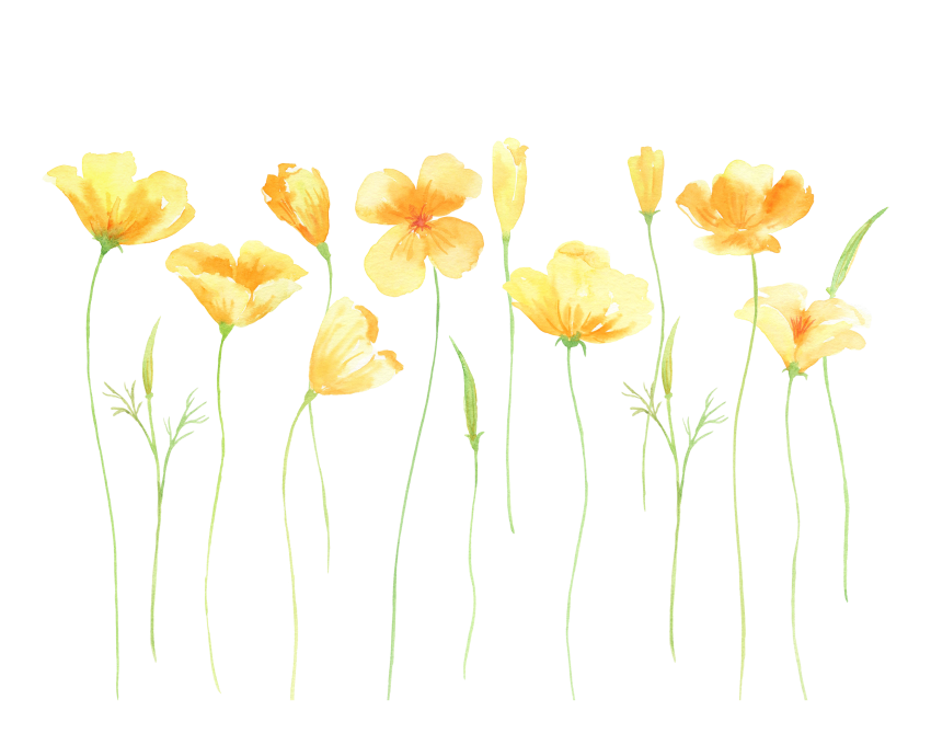Poppy PNG Background Clip Art