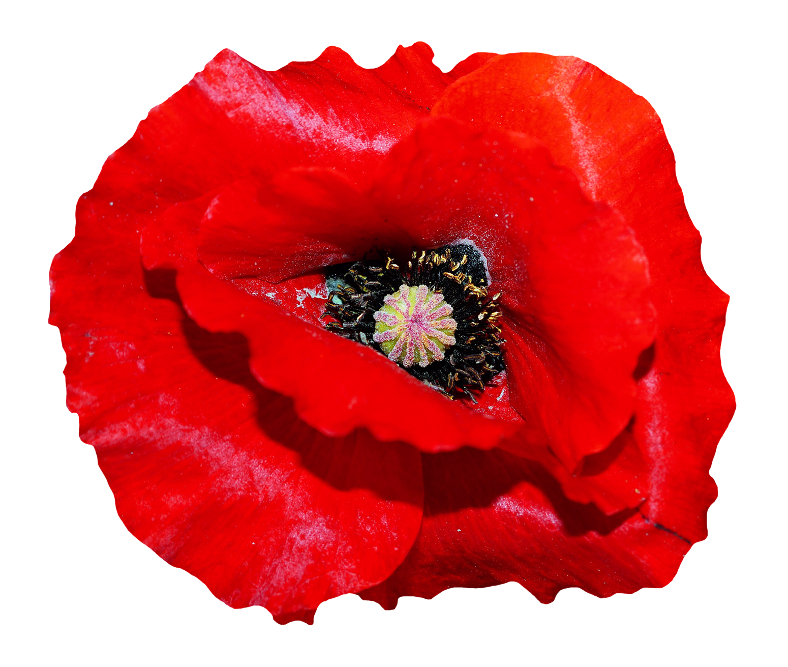 Poppy PNG Clipart Background