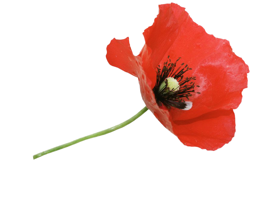 Poppy PNG HD Free File Download