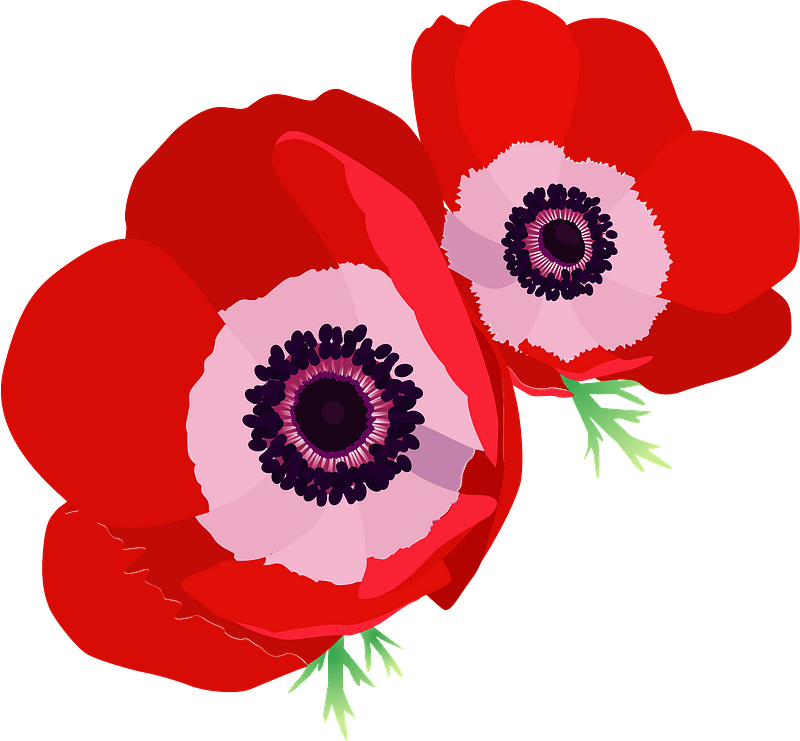 Poppy PNG HD Images