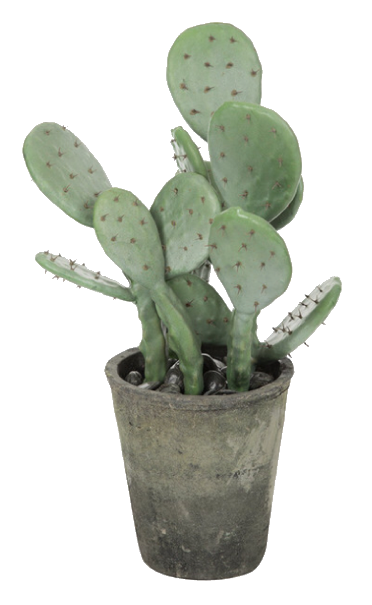 Prickly Pear Free PNG