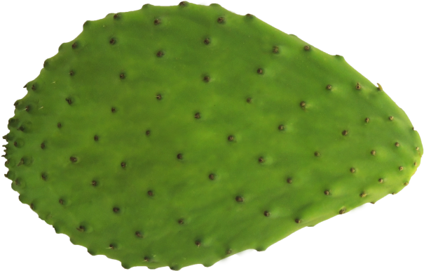 Prickly Pear PNG Clipart Background