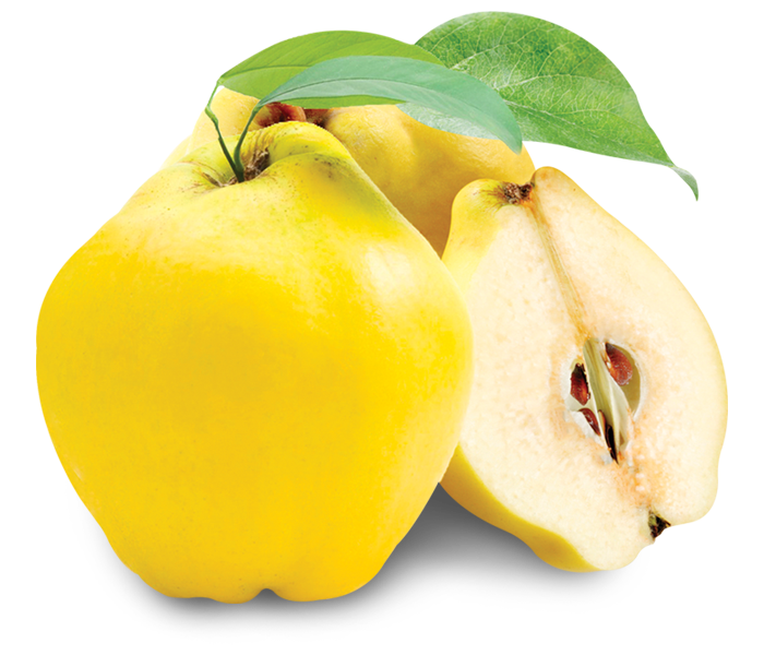 Quince Download Free PNG