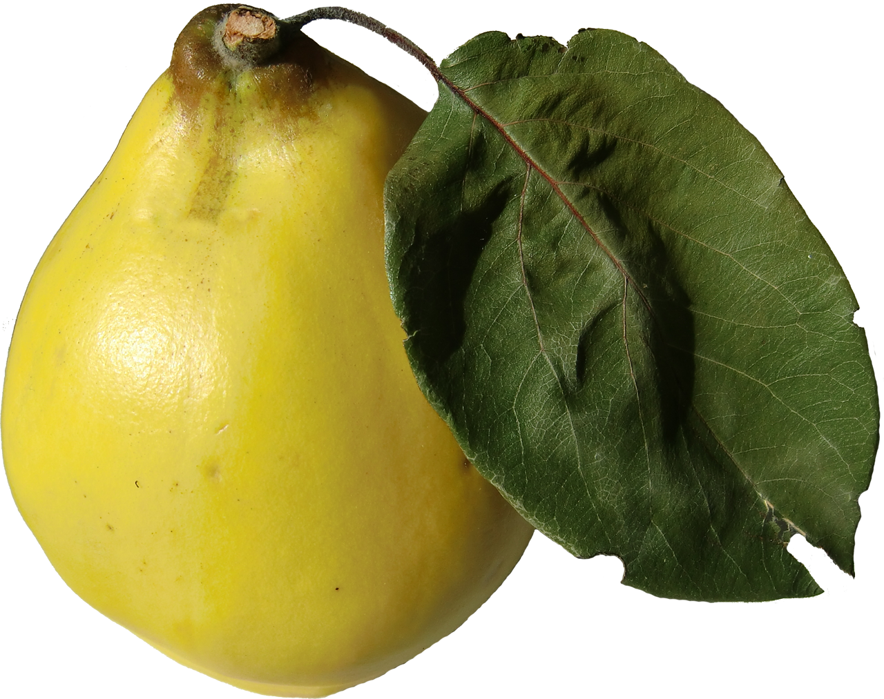 Quince PNG Photo Image