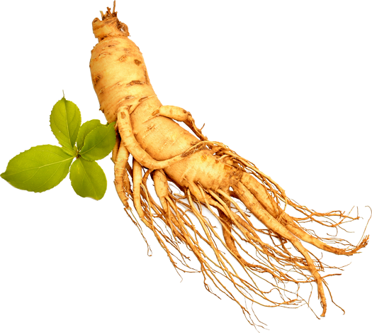 Root PNG HD Images