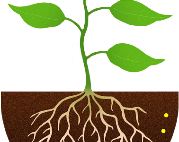 Root PNG HD Photos