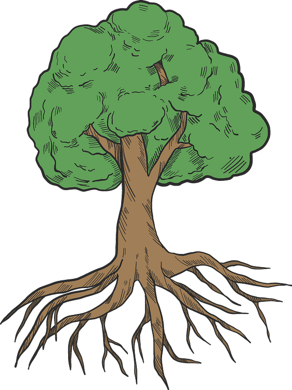 Root PNG Photo Clip Art Image