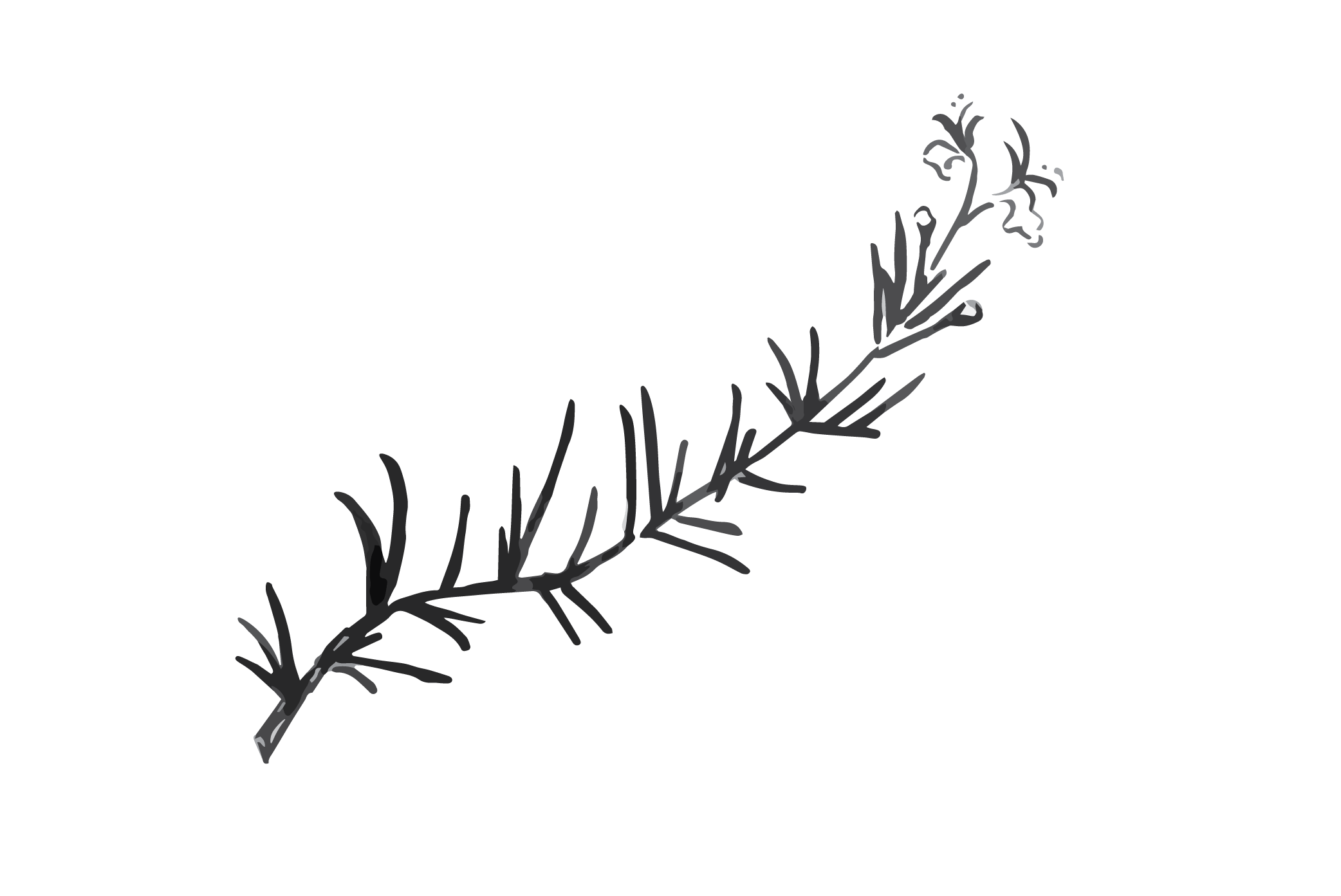 Rosemary PNG Clipart Background
