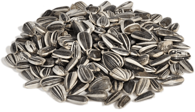 Seed Background PNG Image